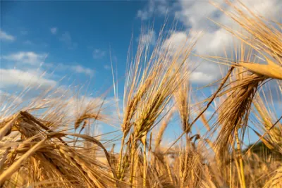 Russia Remains Armenia's Main Supplier of Wheat, Corn, and Flour