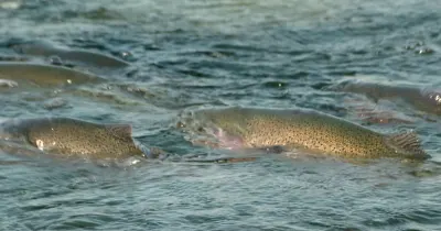 Dispute erupts over 60 tons of fish exported from Armenia to the UAE
