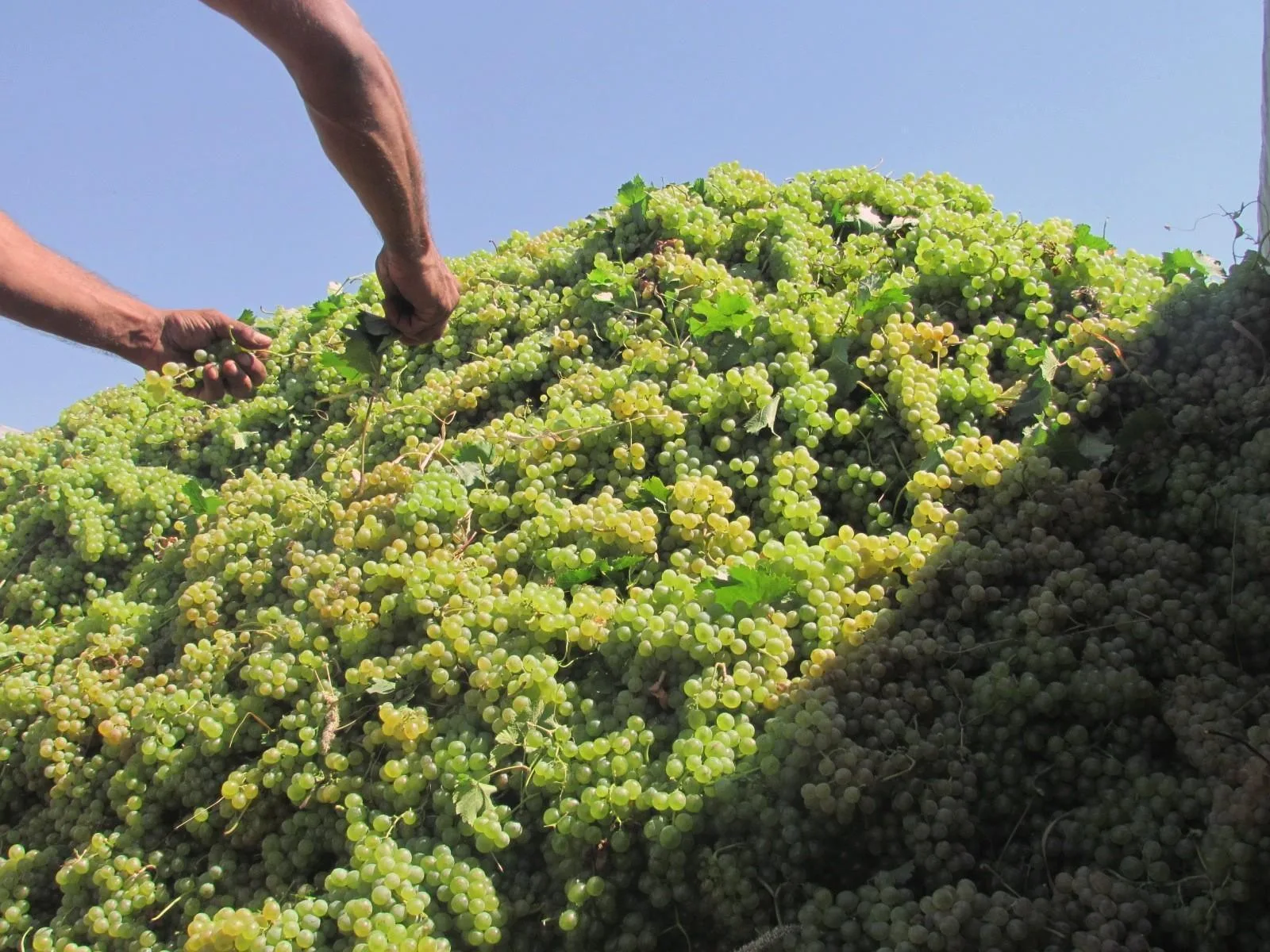 Government to provide budget guarantees for grape procurement