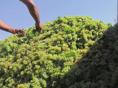 Government to provide budget guarantees for grape procurement