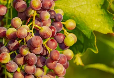 Armenia to provide state guarantees for loans used to buy grapes