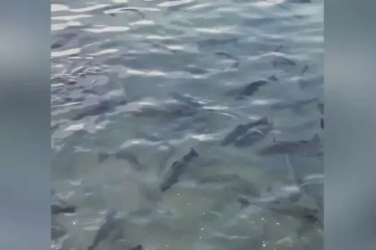 Illegal fish farm discovered in Sipanik