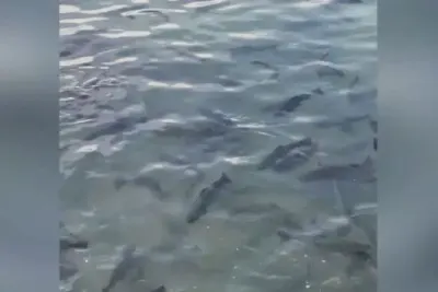 Illegal fish farm discovered in Sipanik